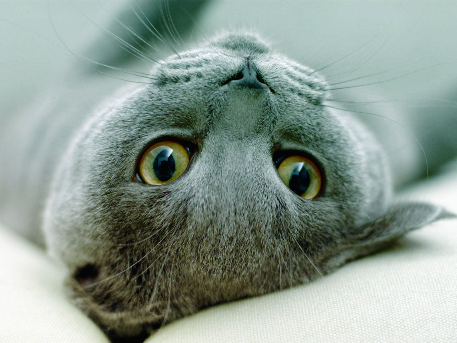 The world’s first “Catvertising” agency launches in Canada
