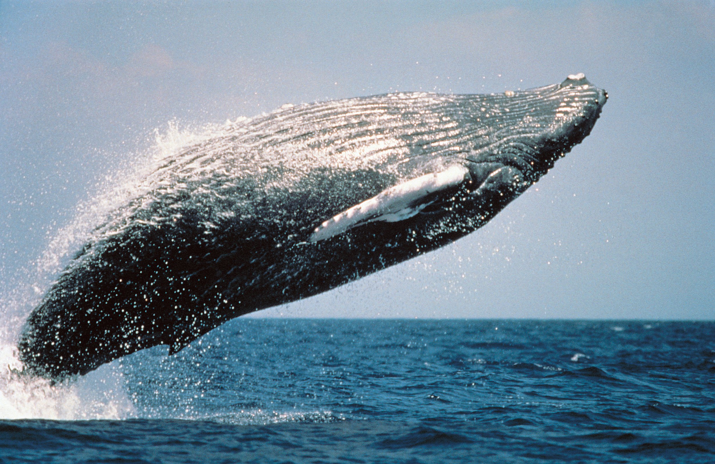 Watch this surfer almost get swallowed by a Humpback whale