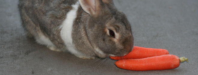 Here comes the future: Augmented reality contact lenses have been tested on rabbits