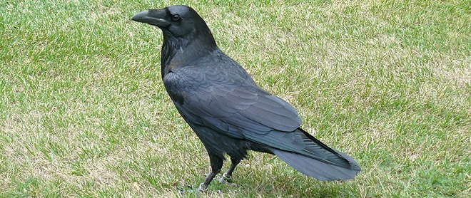 Mac web browser Raven is flying, with 100,000 in-app installs in 3 weeks