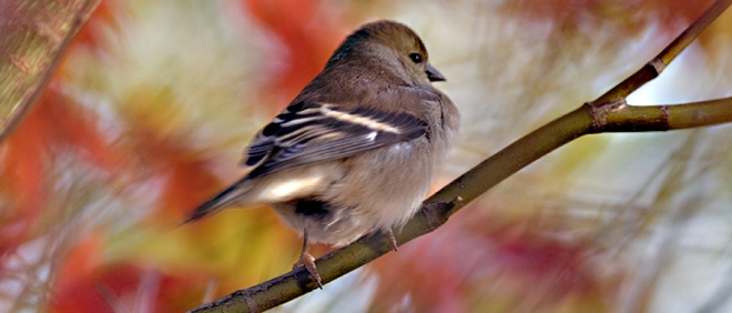 Brilliant Mac email app Sparrow heading for the iPhone, first image emerges