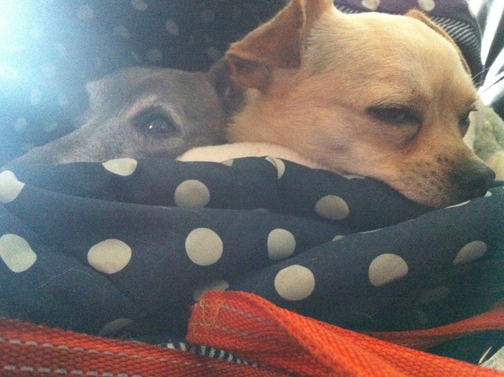 Rover helps you find a dog-sitter while you’re out of town