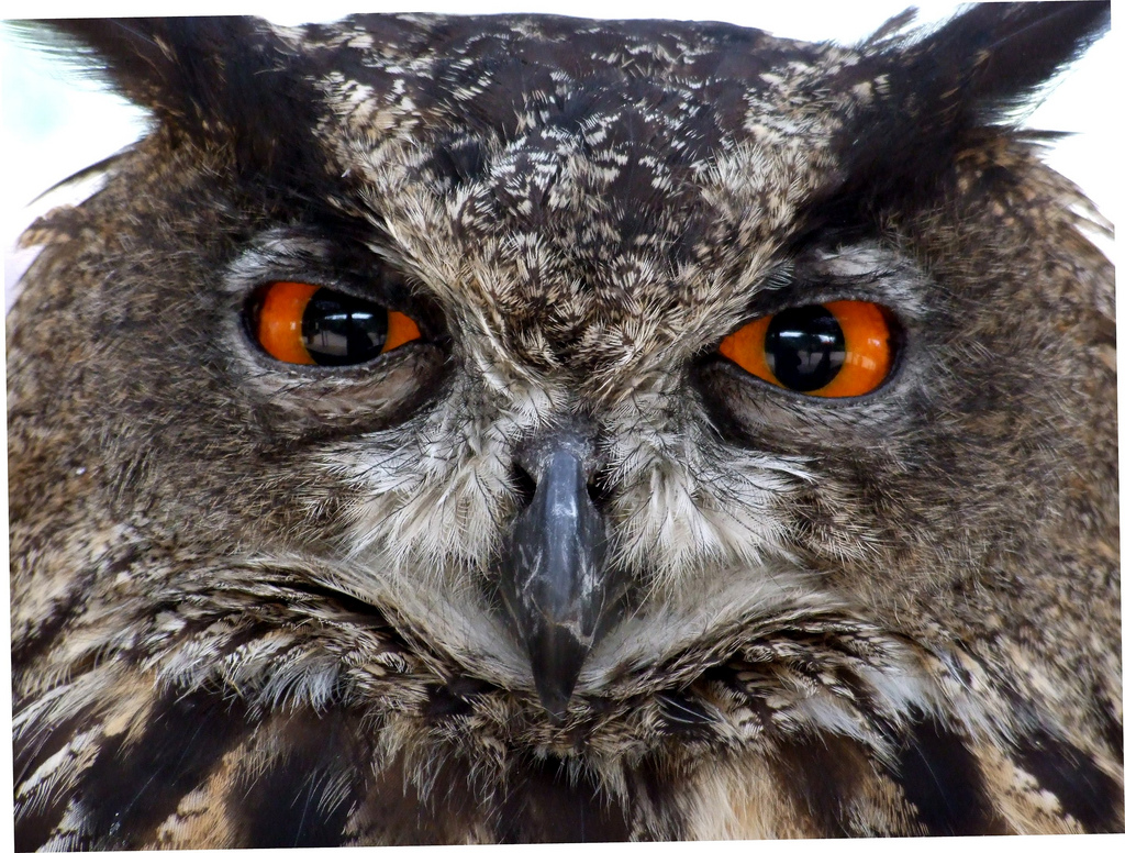 Create music using Owls, it’s a real hoot