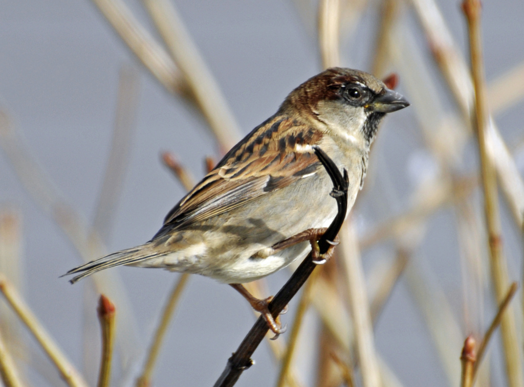 Sparrow 1.5 hits the Mac App Store with Dropbox sync, image blocking and Gmail-like search