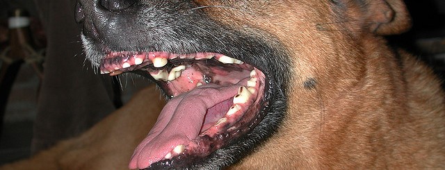 82034784_73c1c0a1a8_z