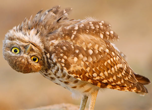 HootSuite adds support for Constant Contact, Summify and Formulists