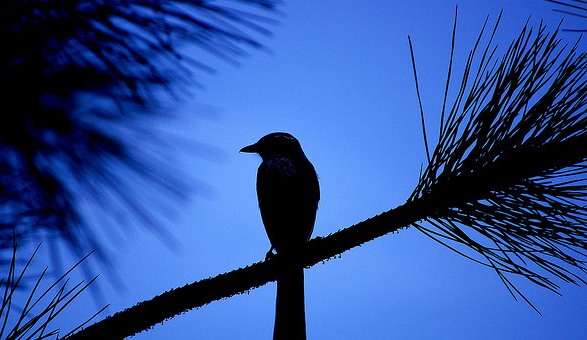 Twitter will open source security software from its Whisper Systems acquisition