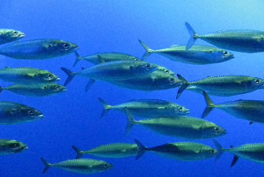 Launching in beta? Lure in users with BetaBait