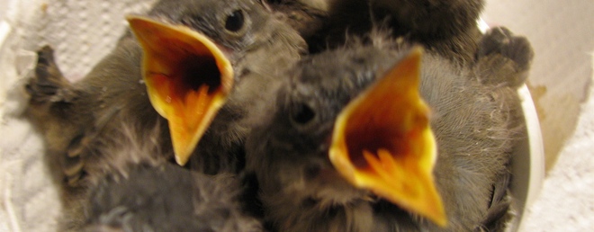 SocialBro integrates PeerIndex to help you understand more about your Twitter community