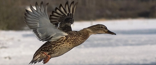 Ducksboard launches as a dashboard to fight your online information overload