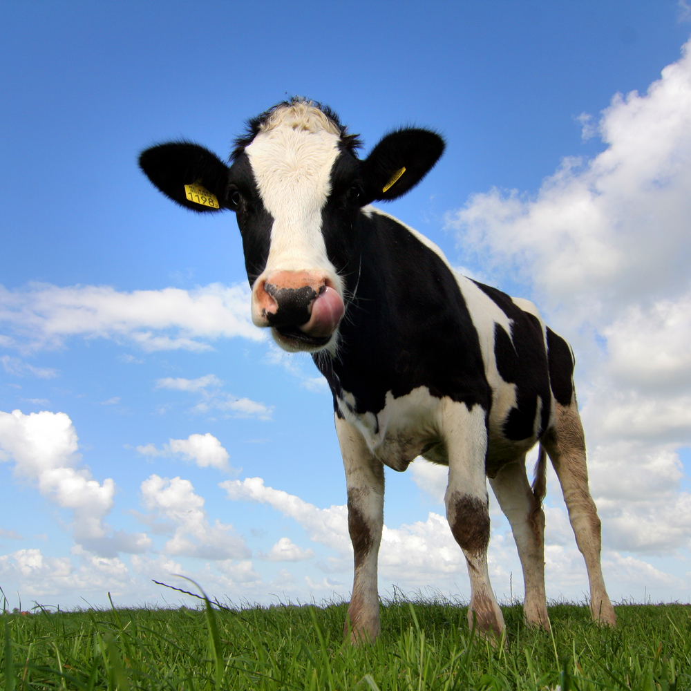 Work at this company and you’ll get a cow, a fixie and an unlimited supply of your favorite beer ...