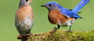 shutterstock_76102090