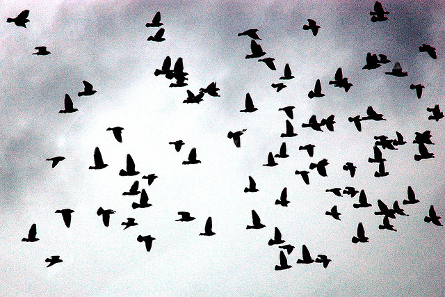 Twitter refreshes its GitHub presence in hopes of expanding its open-source flock