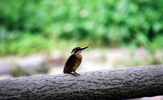 Aviary launches Version 2 of its editor, with a completely beautiful redesign
