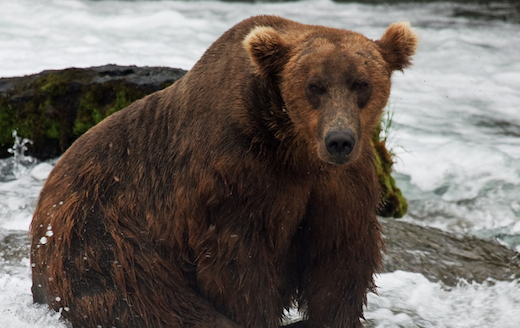 Bear CSS creates the perfect stylesheet template based on your HTML