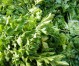 parsley