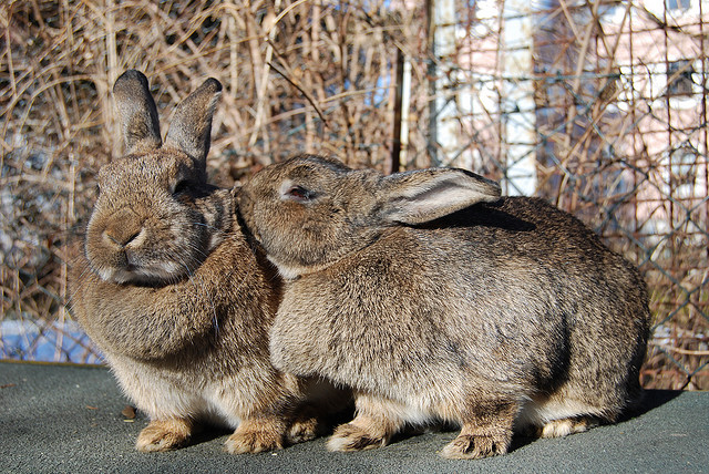 The new TaskRabbit API could turn to-do list apps into outsourcing ones