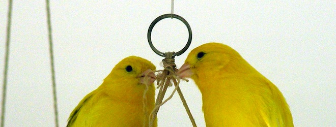 A copyright claim on chirping birds highlights the flaws of YouTube’s automated system