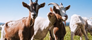 shutterstock_65370073