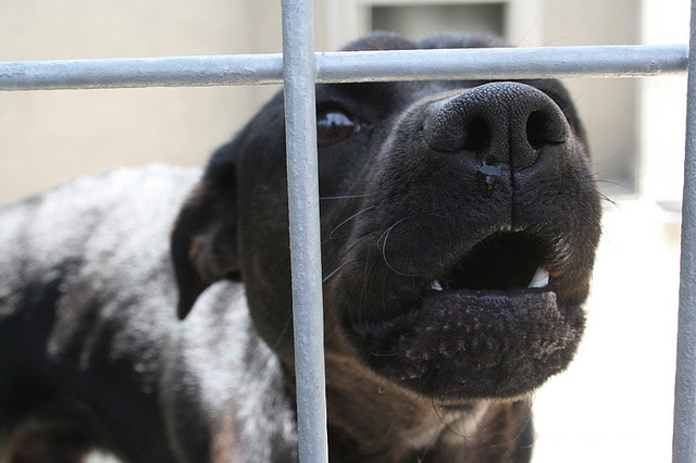 Hollywood is shopping on YouTube and could turn ‘Ultimate Dog Tease’ into a movie
