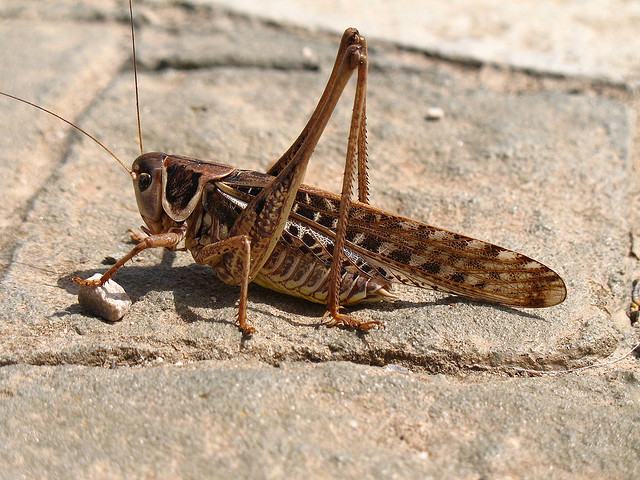 US operator Cricket signs 5-year LTE deal with Clearwire to boost its 4G rollout, a week after Google ...