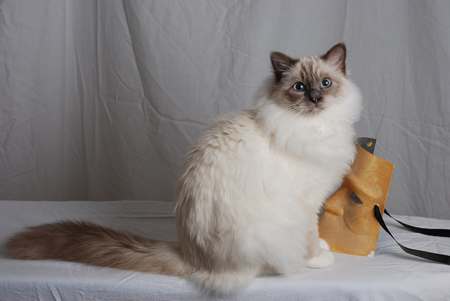 Google+ adds new mask effects for Hangouts, so go turn yourself into a cat