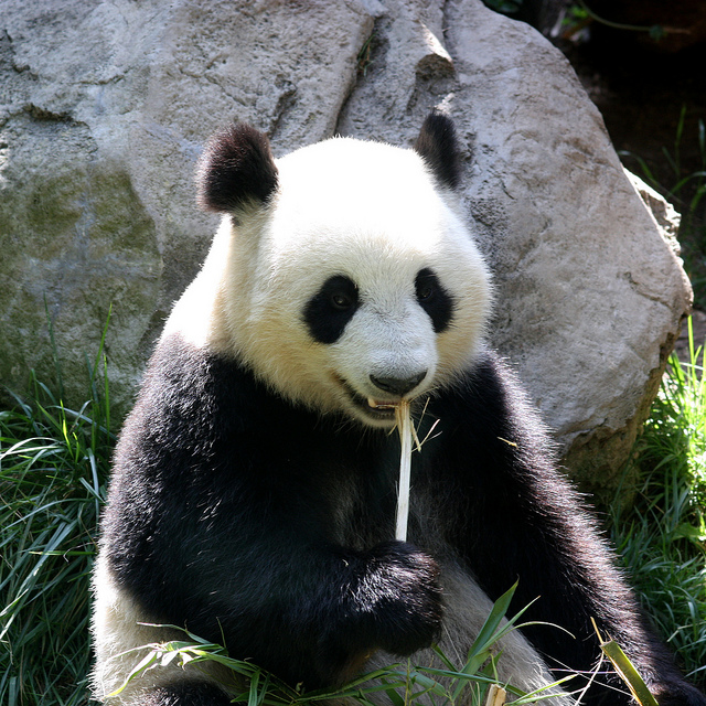 Google rolls out a refresh to its Panda search update, affects only 1.6% of queries