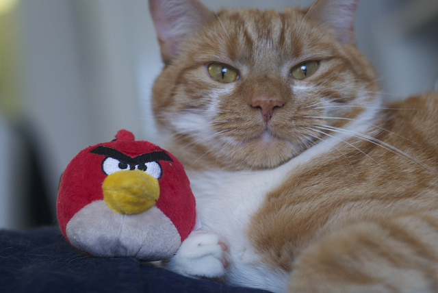 Rovio: Forget what we said yesterday, we ARE bringing Angry Birds Space to Windows Phone