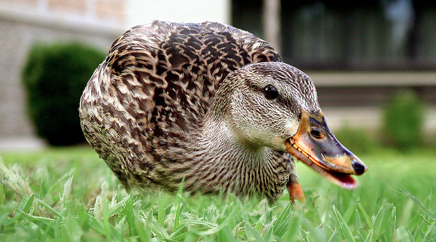 DuckDuckGo: The default search engine for Anonymous