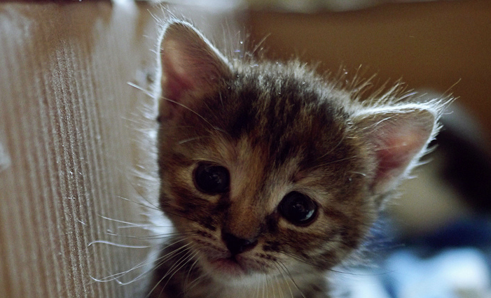 This jQuery plugin allows you to turn any HTML element into a kitten