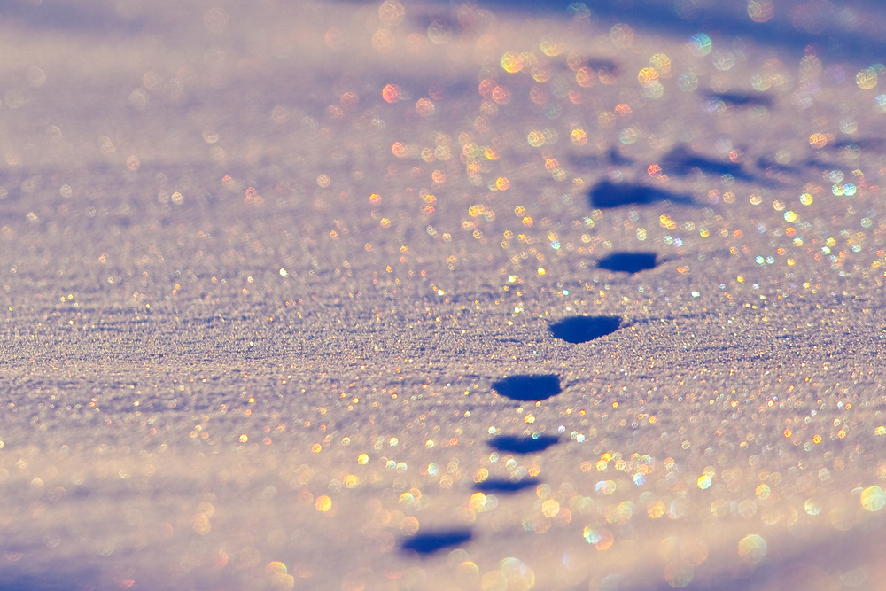 Using WordPress? Track which social networks your visitors are logged into