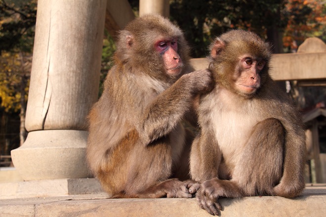 MiniMonos wants to bring more little monkeys into kids’ lives, raises €1 million