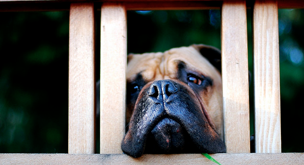 Donate Your Facebook cover photo & timeline to save a homeless pet