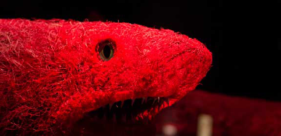 Have you ever wondered what animals would look like inside-out?
