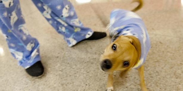 Pet owners – Spotwag helps you find friends to watch your cuddly companions