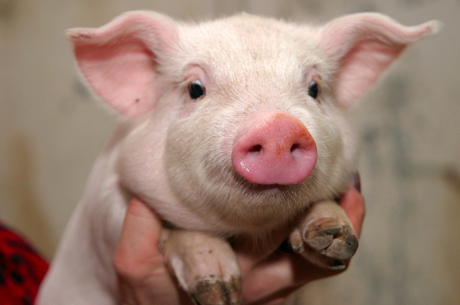 Whistling Pigs: German Adventures with Google Translate