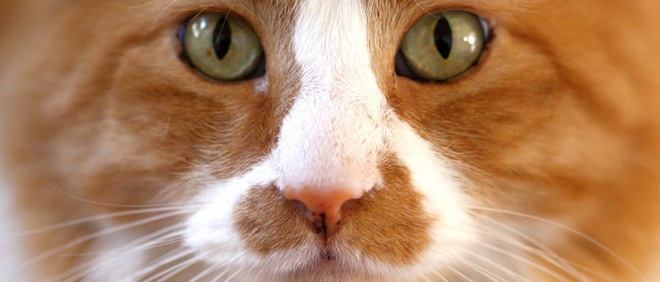 Hate CAPTCHAs? Catcha turns website security into a game of ‘spot the cat’