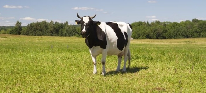 Dungville: Online gaming meets a real-life cow at The Next Web Conference 2012