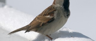 413708049_3ba6088f49_z