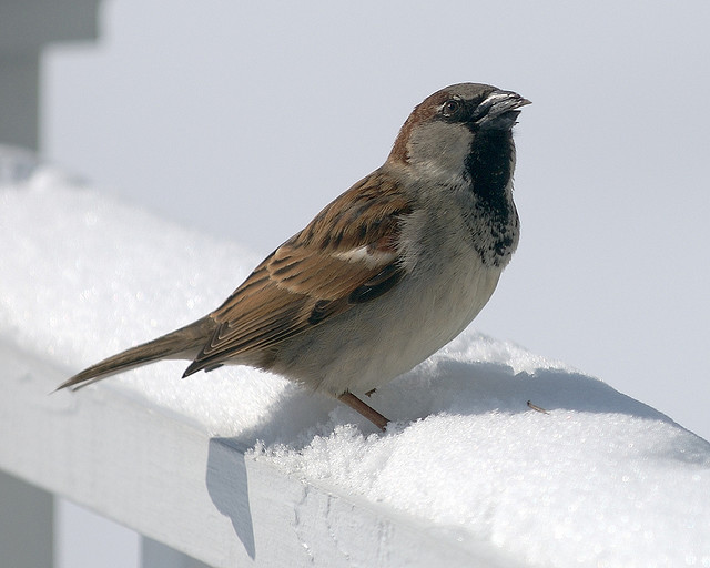 Sparrow 1.6 for Mac adds POP support to create a ‘True’ Unified Inbox