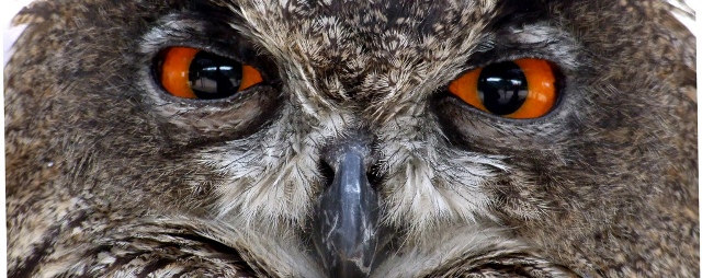 HootSuite launches ‘Teams’ toolkit for serious business users