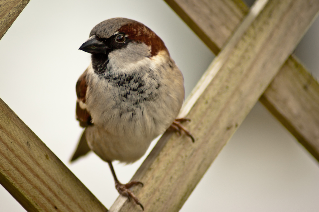 Sparrow for iPhone 1.2.1 fixes navigation gestures and localisation, but still no push