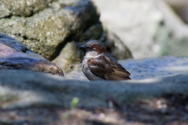 Sparrow for iPhone updated to support POP email accounts