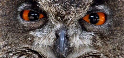 HootSuite partners with HubSpot to tie in social media with lead generation