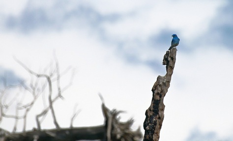 Twitter acquires several members of DC design studio nClud, co-founder becomes its new Design Manager, ...