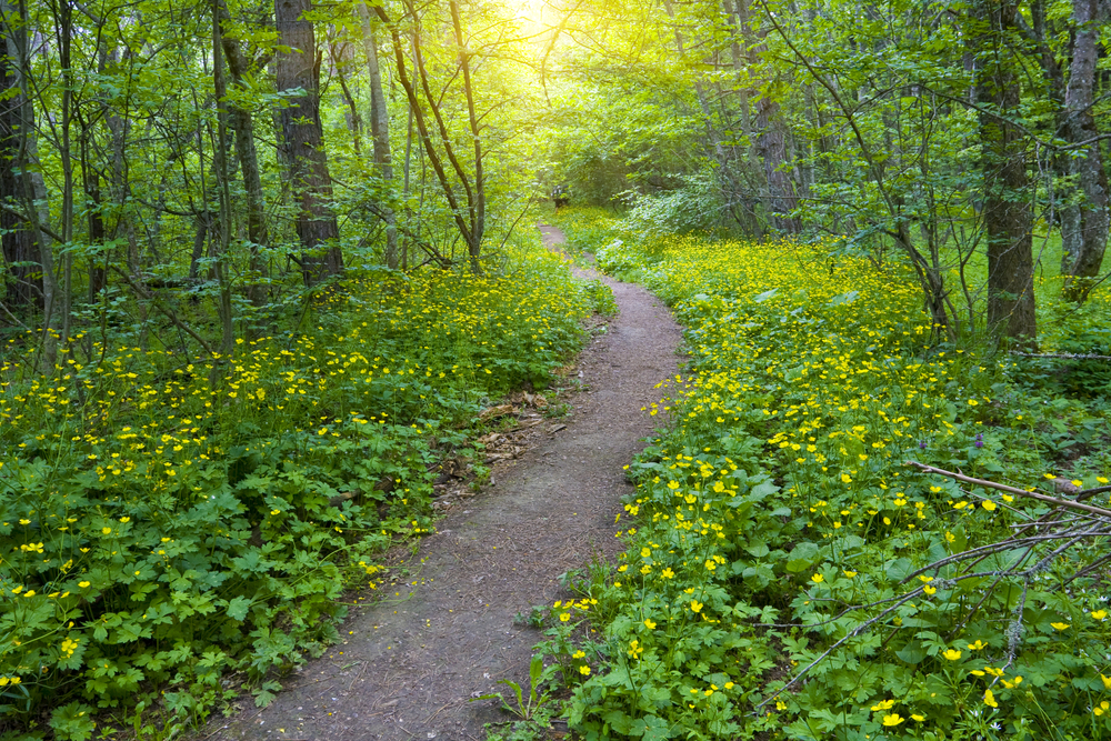 Path 2.5 brings book/movie sharing, enhanced videos and photos and a Facebook-like ‘nudge’ ...