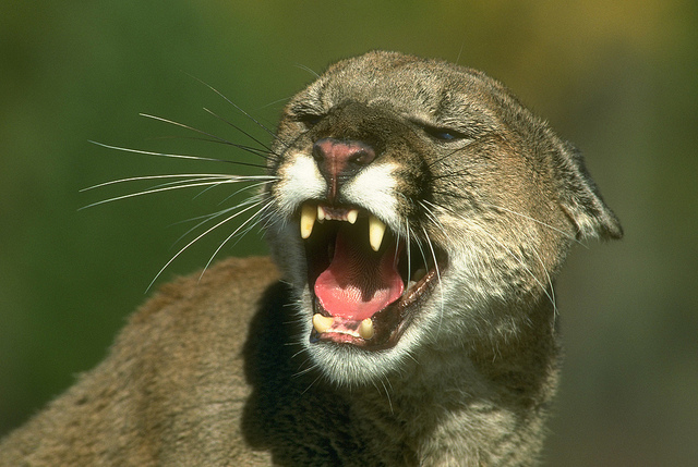 New Mac owners experiencing Mountain Lion upgrade issues, receive “this code has already been used” ...