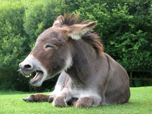 Funding for fun: Humor website 9GAG raises $2.8 million, releases an iOS app