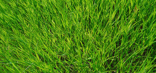 Vote on your favorite “green” apps for NYC’s Reinvent Green hackathon