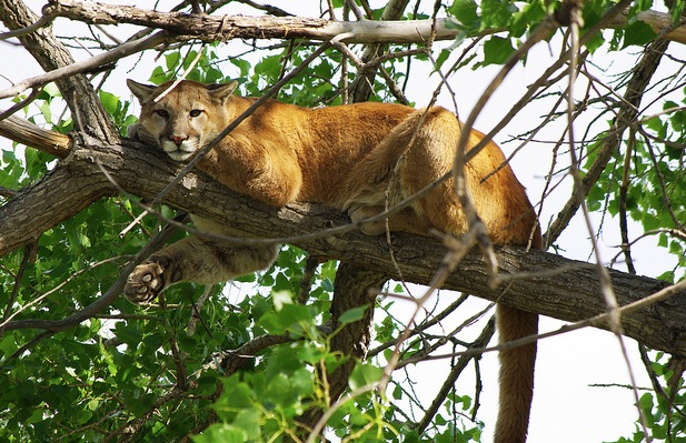 Apple gives developers the final beta version of OS X Mountain Lion before its official release